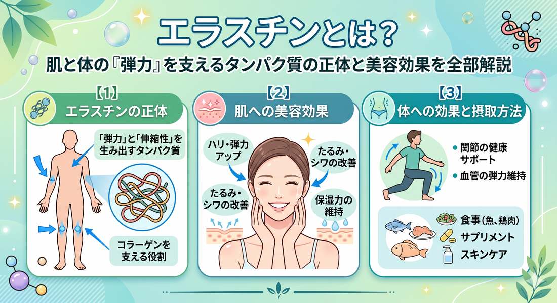 エラスチンとは？肌と体の『弾力』を支えるタンパク質の正体と美容効果を全部解説